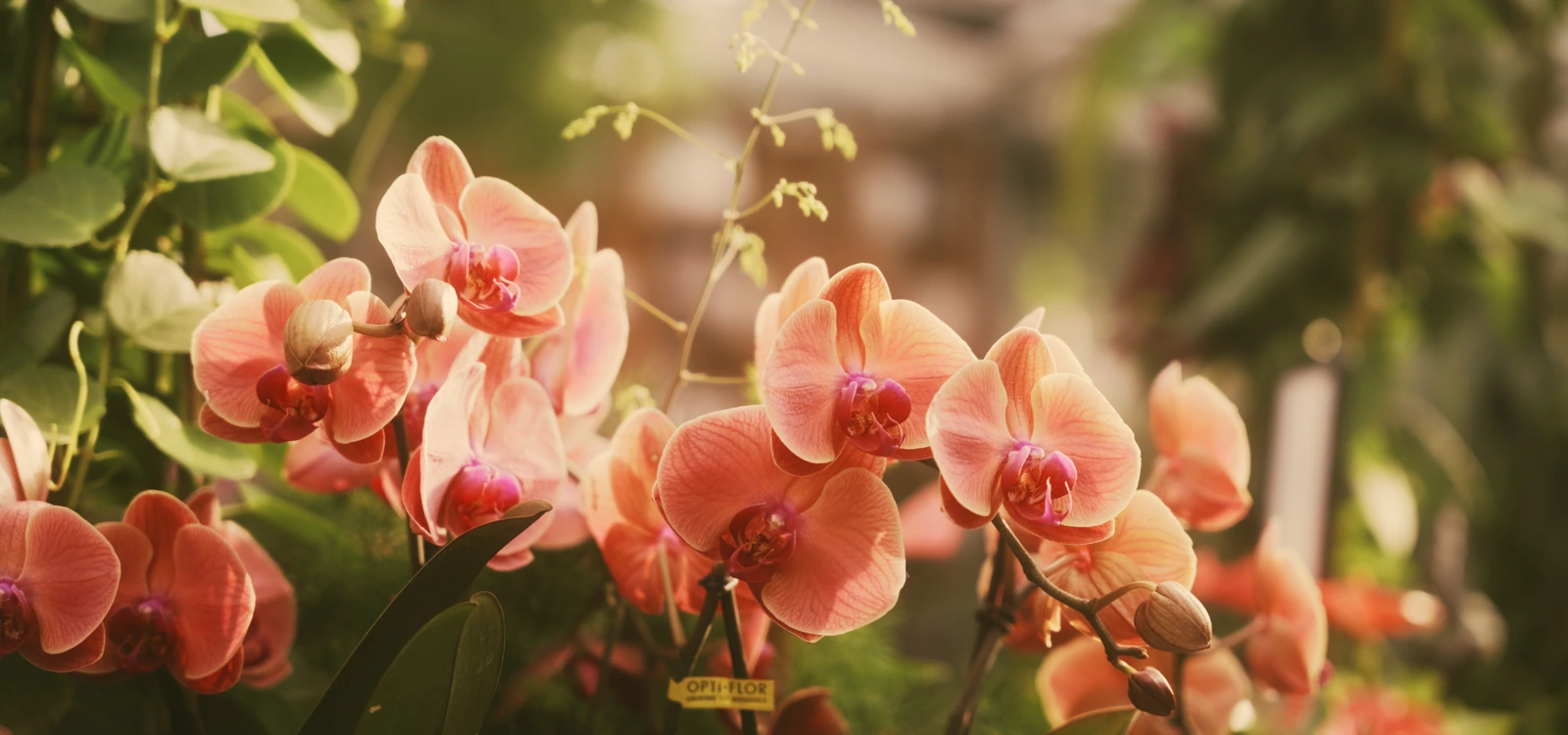Orchideen im Gewächshaus