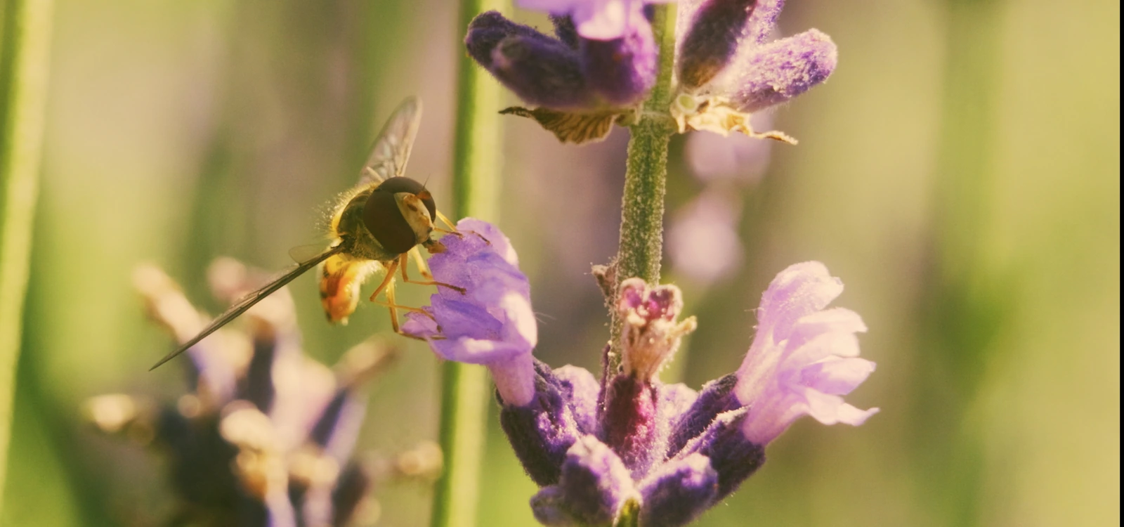 Schwebfliege auf einer Lavendelblüte, Bildkader aus dem Film für die Gärtnerei