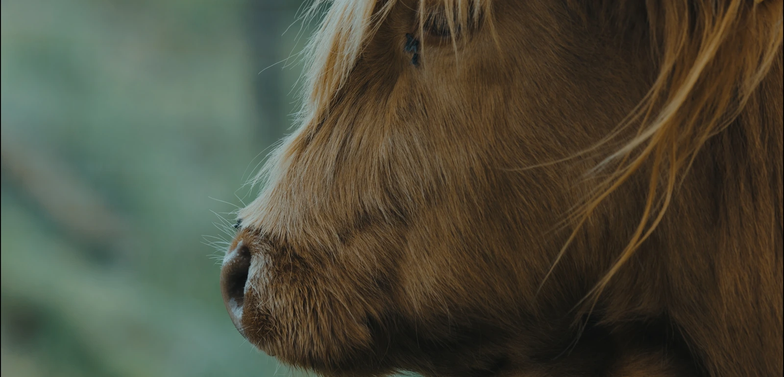 Highland Cattle im Profil