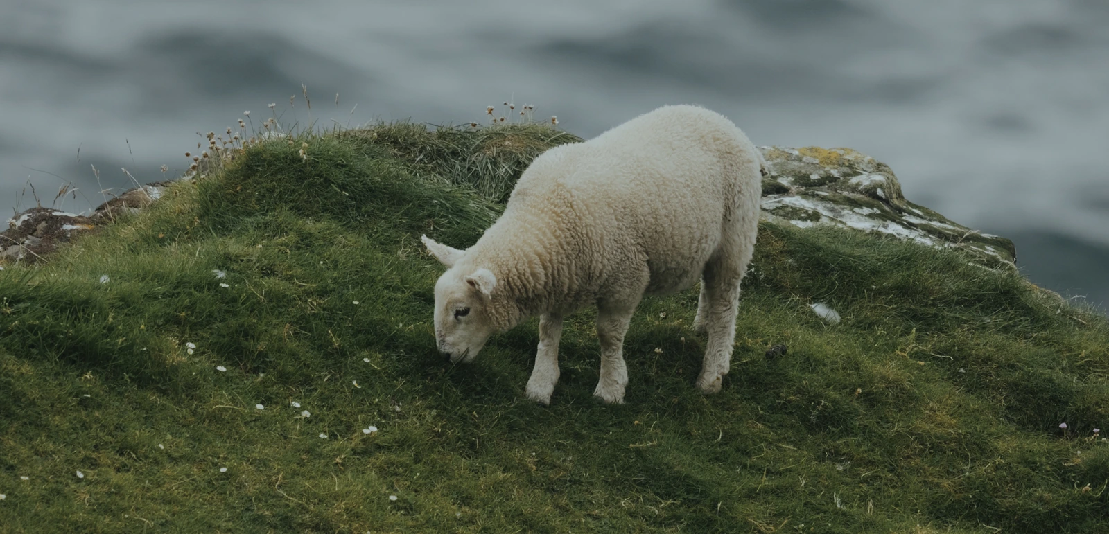 Schaf auf einer Klippe über dem Meer