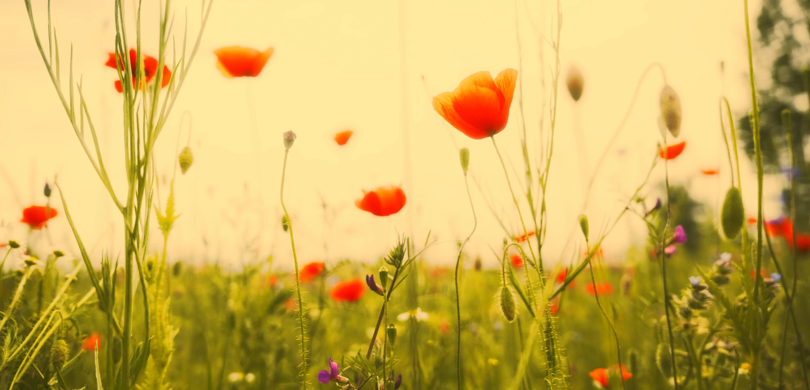 Mohnblumenfeld im Gegenlicht