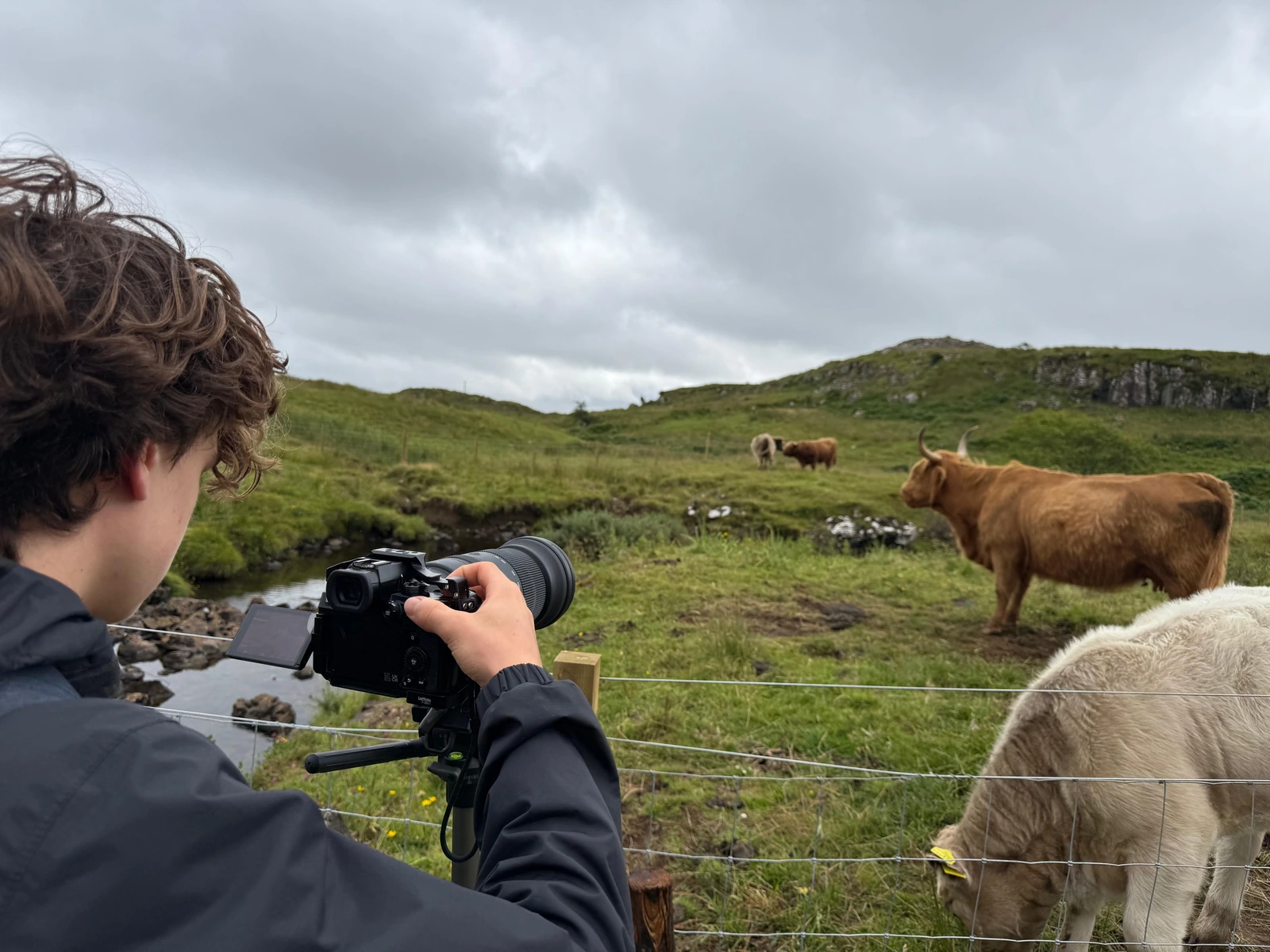 Dreh mit Teleobjektiv auf einer Weide, im Hintergrund Highlandrinder